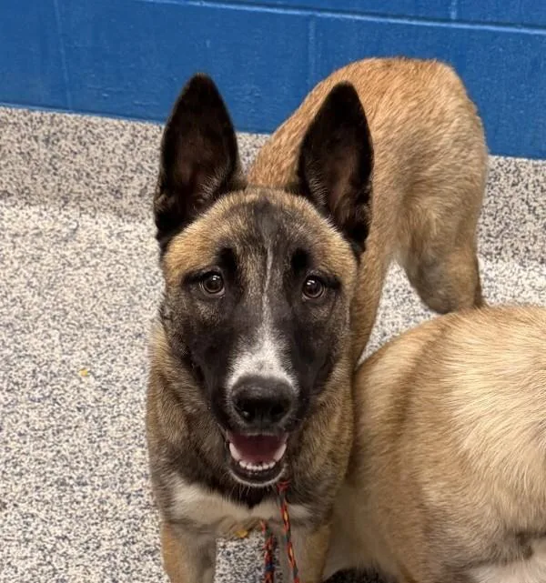 A young medium-sized female Belgian Shepherd / Malinois dog named Blossom for adoption in Golden, CO