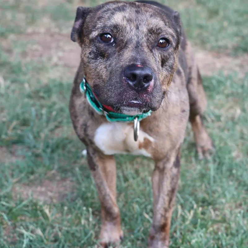 An adult medium-sized female Brown / Chocolate Mixed Breed dog named Bacon Bits for adoption in Allentown, PA