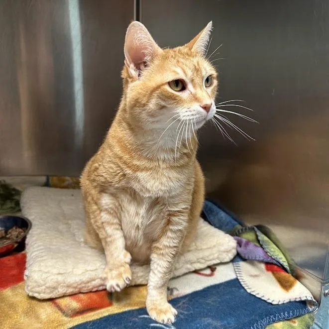 A senior large-sized female Orange / Red Domestic Short Hair cat named Angel for adoption in Oak Ridge, TN