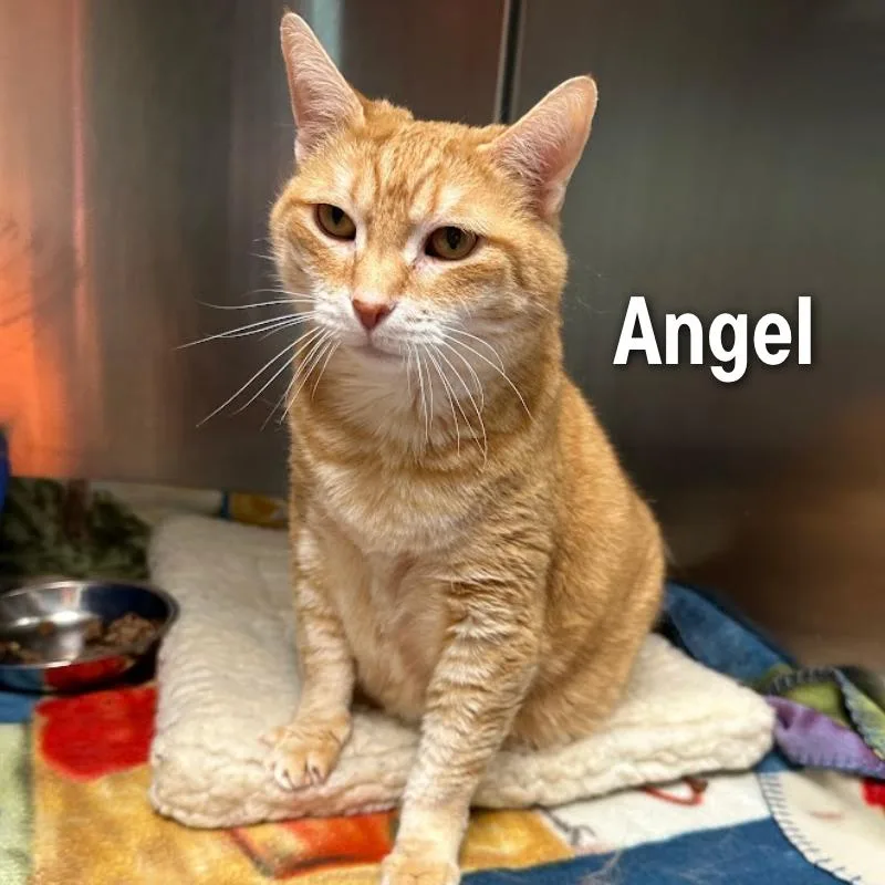 Angel thumbnail 4
