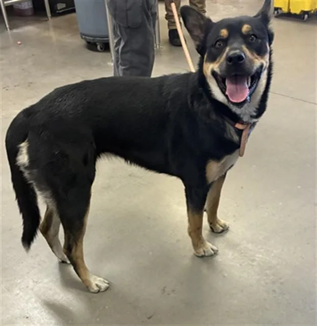 A young large-sized female Australian Kelpie dog named Ely for adoption in Phoenix, AZ