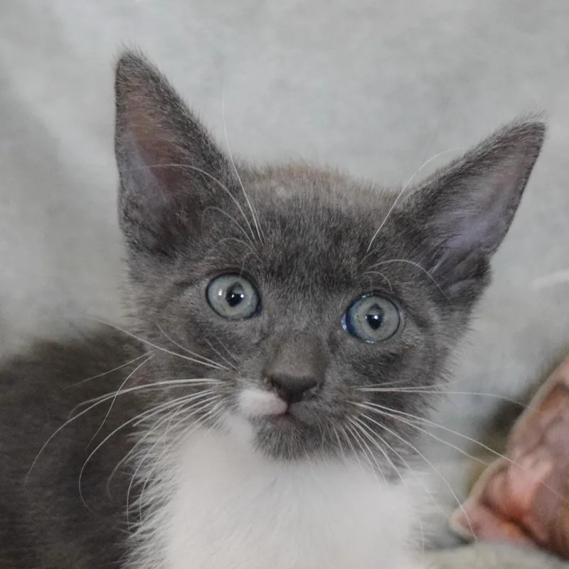 A baby medium-sized female Gray & White Domestic Short Hair cat named Mist for adoption in Bulverde, TX