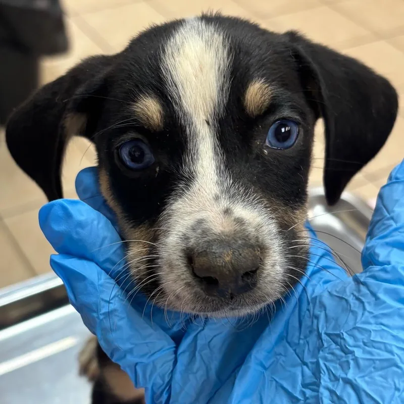 A baby small-sized male Hound dog named Hermes for adoption in Birmingham, AL