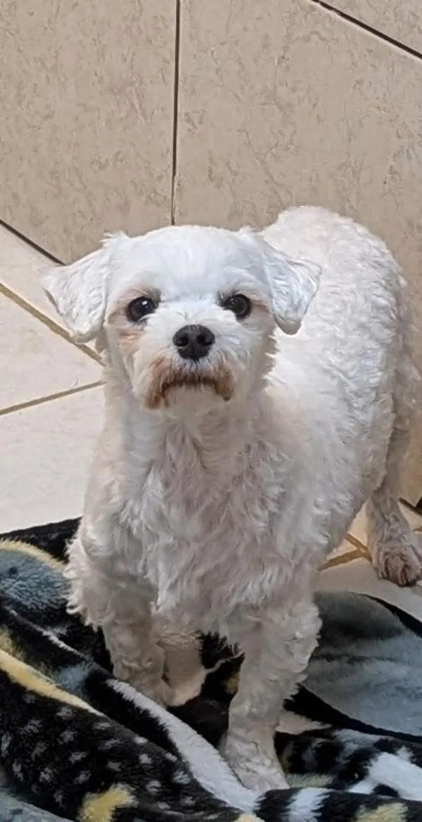 An adult small-sized female Maltese dog named Majessica for adoption in Osage Beach, MO