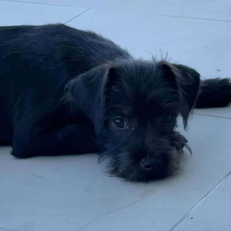 A baby small-sized male Black Miniature Schnauzer dog named Noah for adoption in Los Angeles, CA