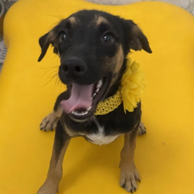 A baby small-sized male Black Mixed Breed dog named Jay for adoption in Las Cruces, NM