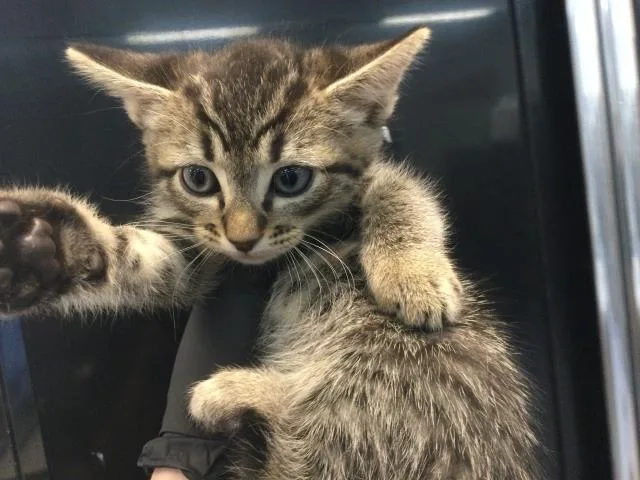 A baby small-sized male Domestic Short Hair cat named Fern for adoption in Thousand Palms, CA
