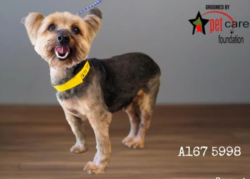 A senior medium-sized male Yorkshire Terrier dog named Augustus for adoption in Los Angeles, CA