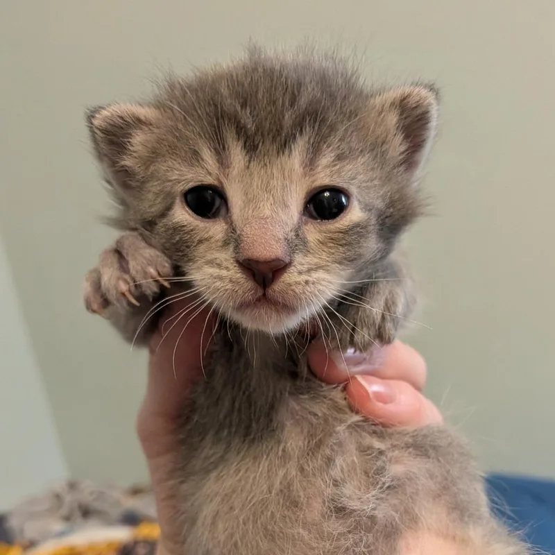 A baby small-sized female Gray / Blue / Silver Domestic Short Hair cat named Zoey for adoption in Irwin, PA
