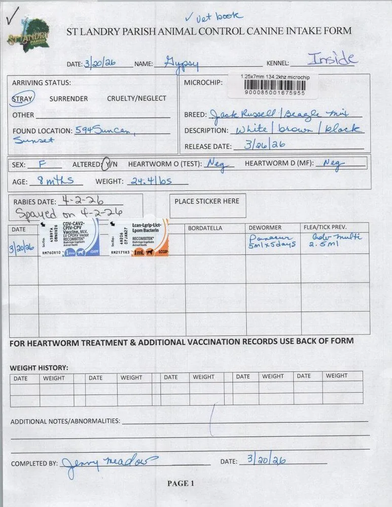 A baby small-sized female Tricolor (Brown, Black, & White) Jack Russell Terrier dog named Gypsy for adoption in Opelousas, LA