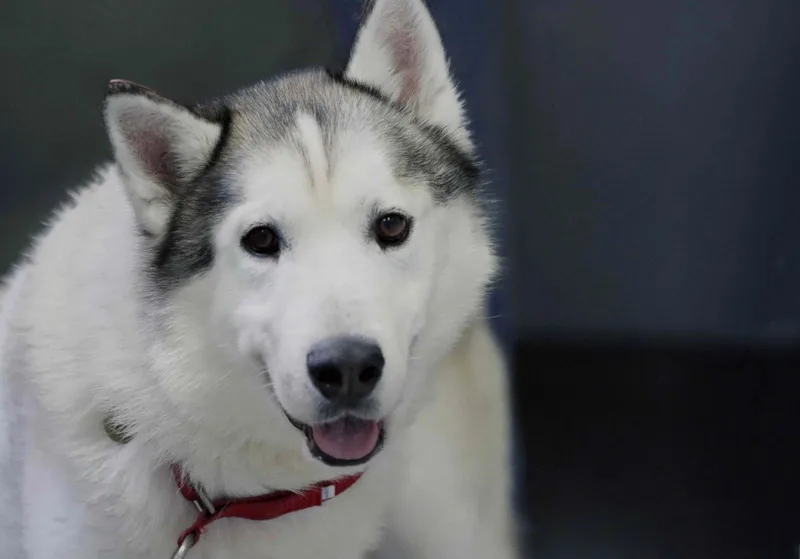 An adult medium-sized male Siberian Husky dog named Patrick for adoption in Walnut Creek, CA