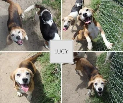 Lucy thumbnail 3