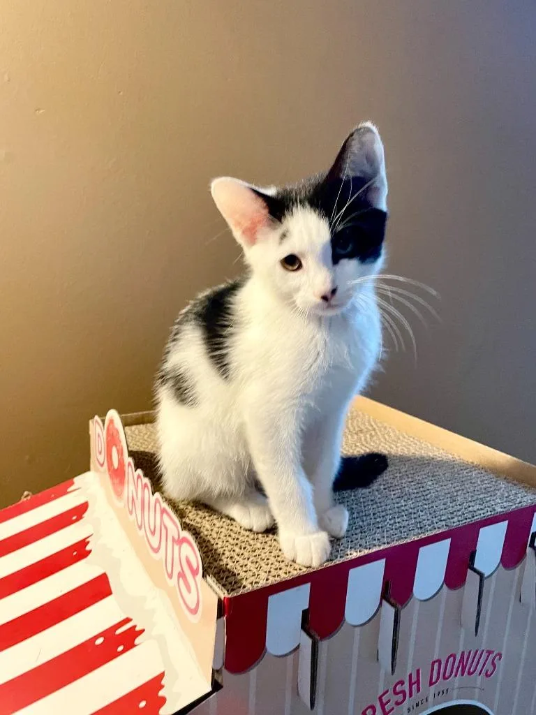 A baby small-sized male Domestic Short Hair cat named Clive for adoption in Minneapolis, MN