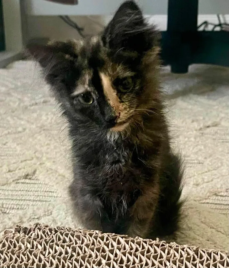 A baby medium-sized female Tortoiseshell cat named Dionne for adoption in Succasunna, NJ