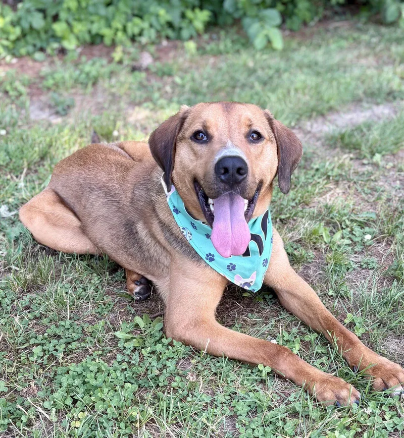 A young small-sized male Hound dog named Fred for adoption in Spring Lake, NJ