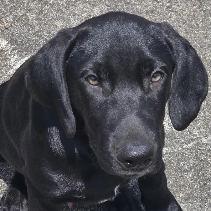 A baby medium-sized male Black Labrador Retriever dog named Skye for adoption in Brownsboro, AL