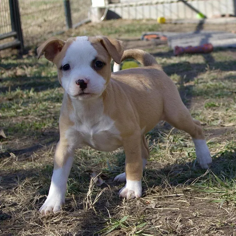 Joyce Byers thumbnail 2