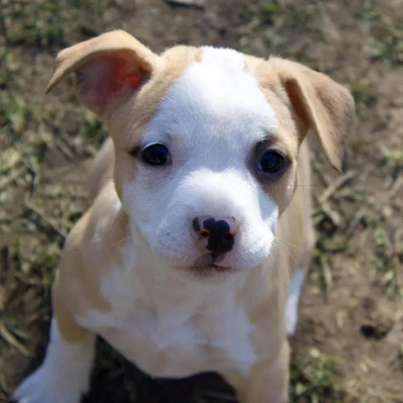 Joyce Byers thumbnail 3