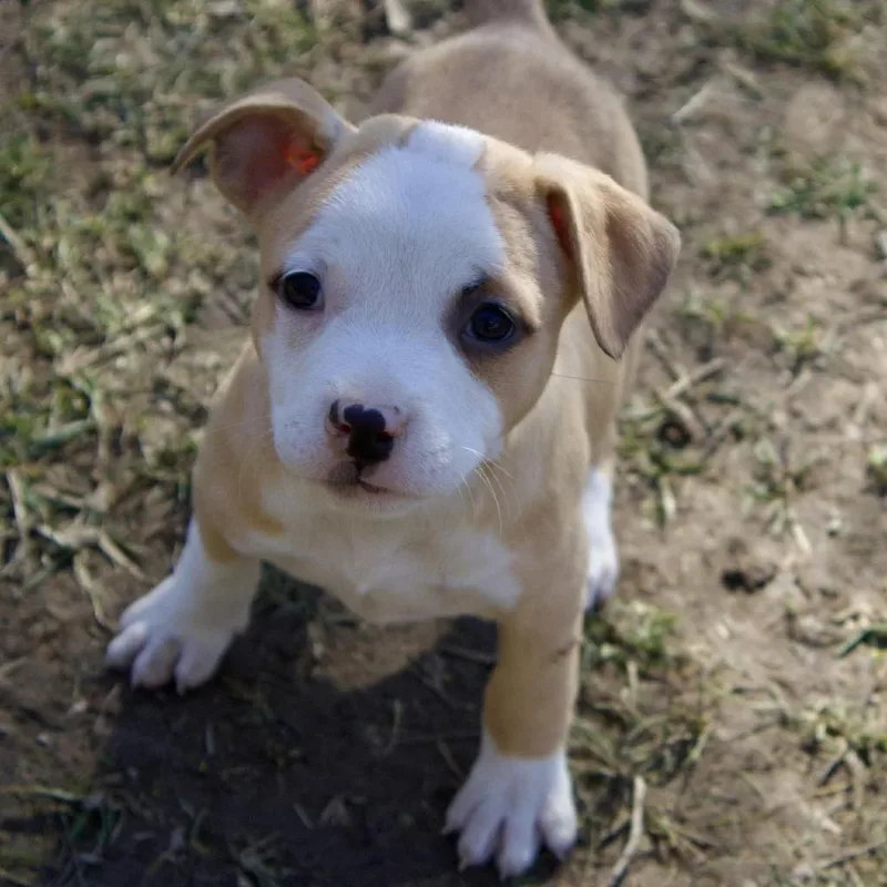 Joyce Byers thumbnail 4