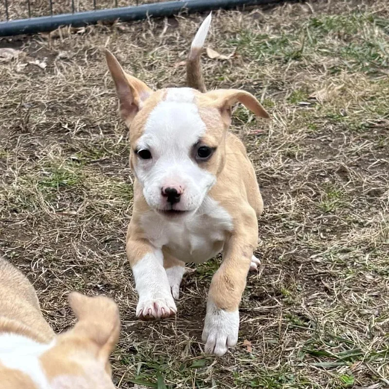 Joyce Byers thumbnail 5