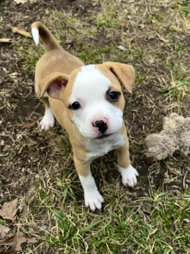 Joyce Byers thumbnail 6