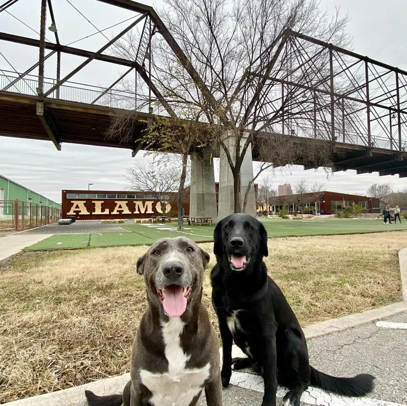 Stallone thumbnail 2