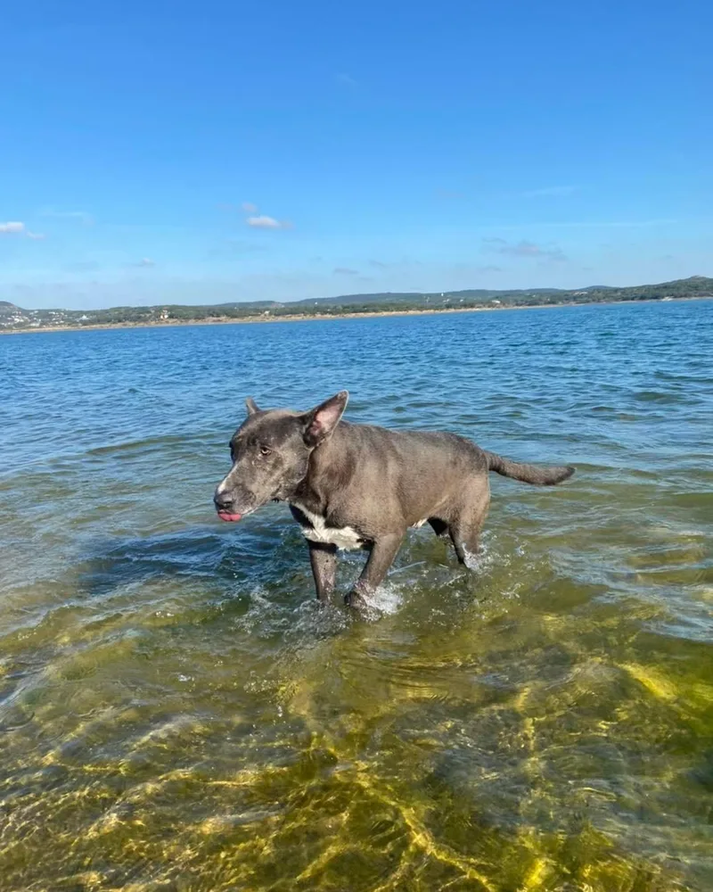 Stallone thumbnail 4