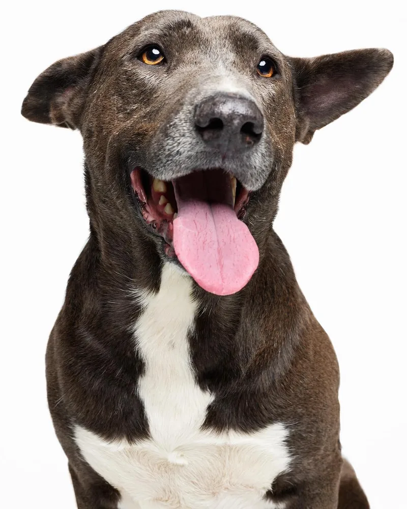 Stallone thumbnail 5