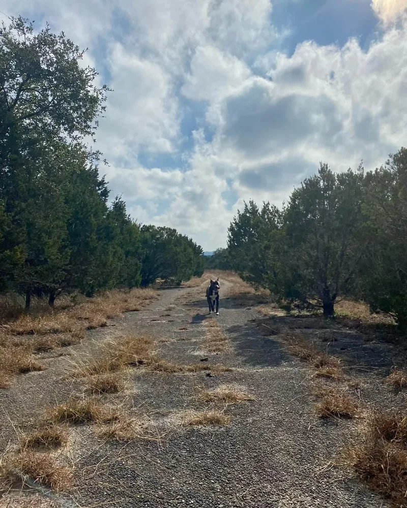 Stallone thumbnail 6