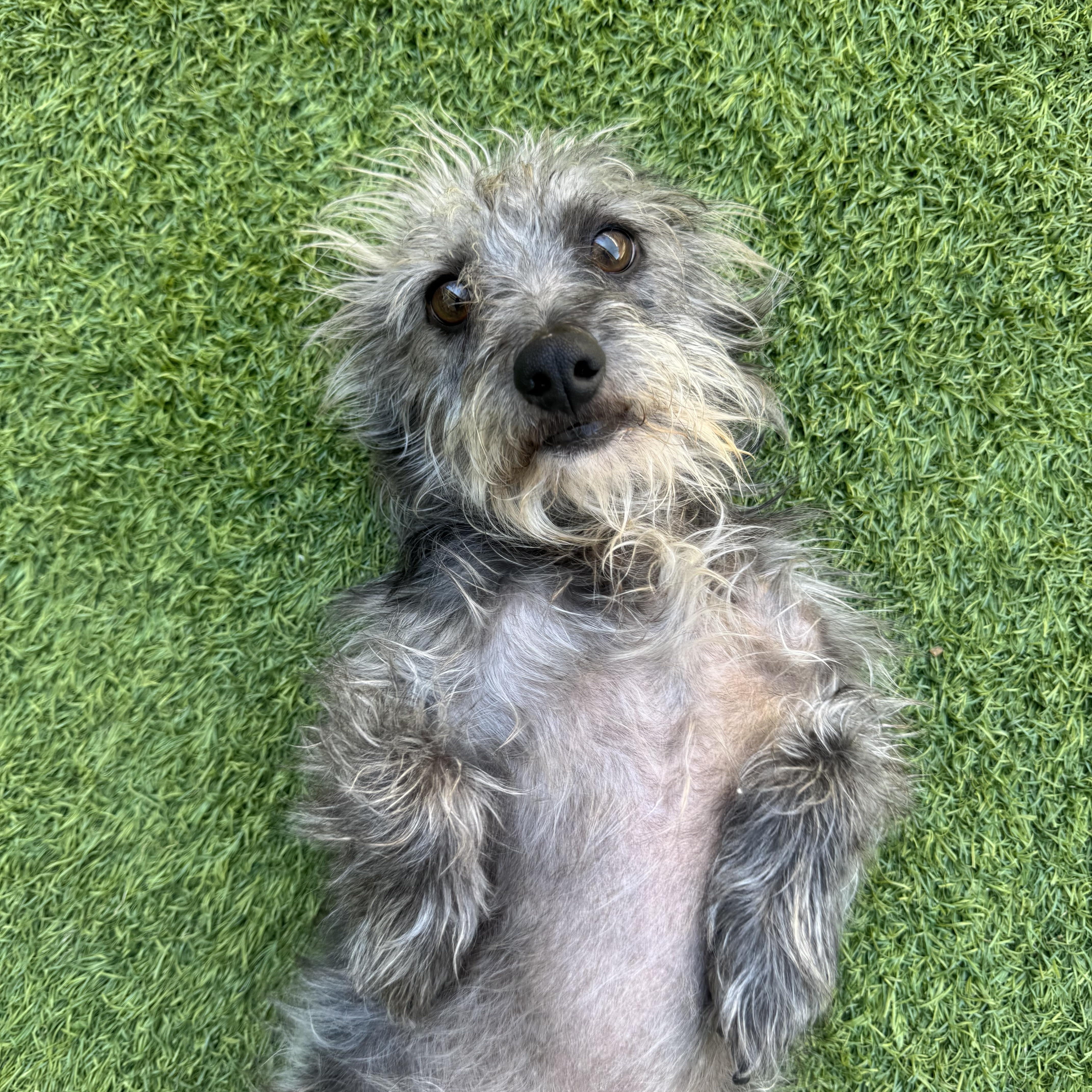 A young medium-sized male Mixed Breed dog named Benny for adoption in Henderson, NV