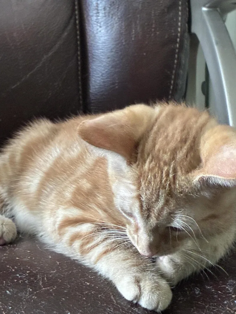 A baby medium-sized male Orange / Red Domestic Short Hair cat named Jelly for adoption in Buford, GA