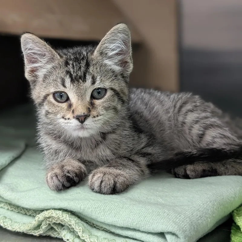 A baby medium-sized male Tabby (Brown / Chocolate) Domestic Short Hair cat named Stanley Reduced Fee for adoption in Jefferson, WI