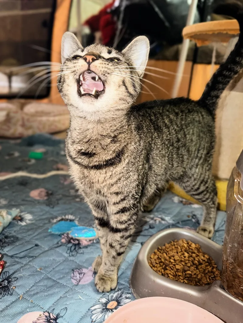 A young medium-sized female Domestic Short Hair cat named Peaches for adoption in Philadelphia, PA
