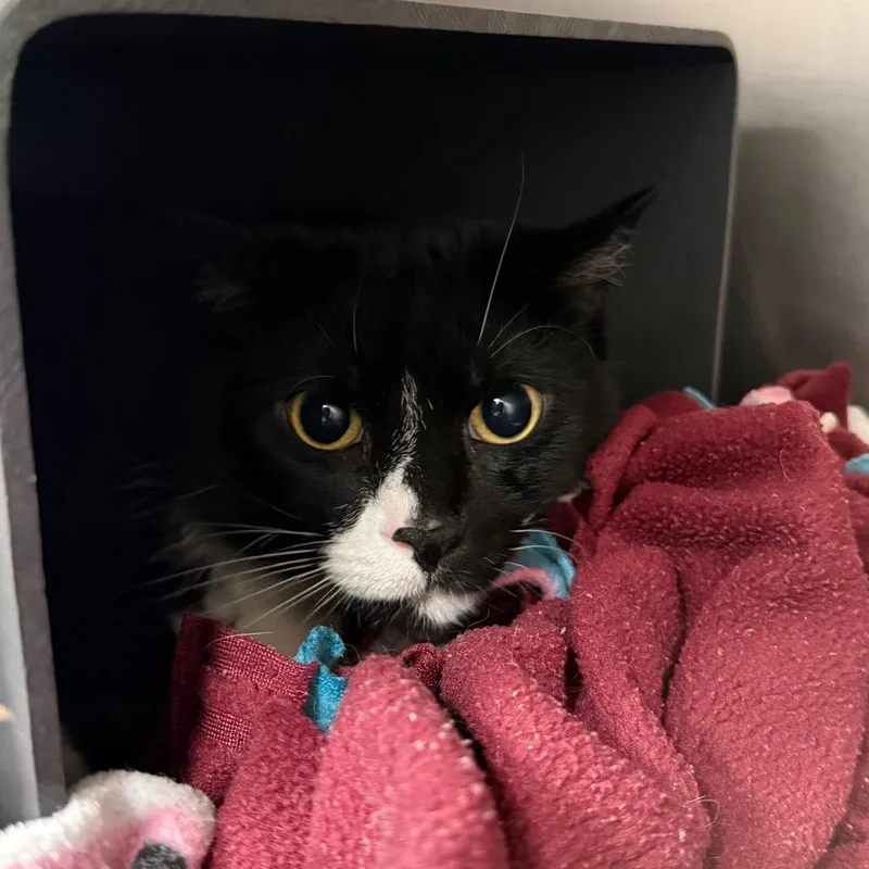An adult large-sized male Black Domestic Short Hair cat named Winston for adoption in Chicago, IL