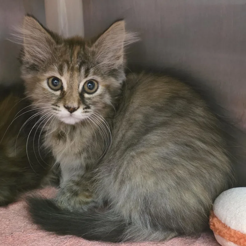 A baby small-sized female Brown / Chocolate Domestic Short Hair cat named Nibbler for adoption in Fort Wayne, IN