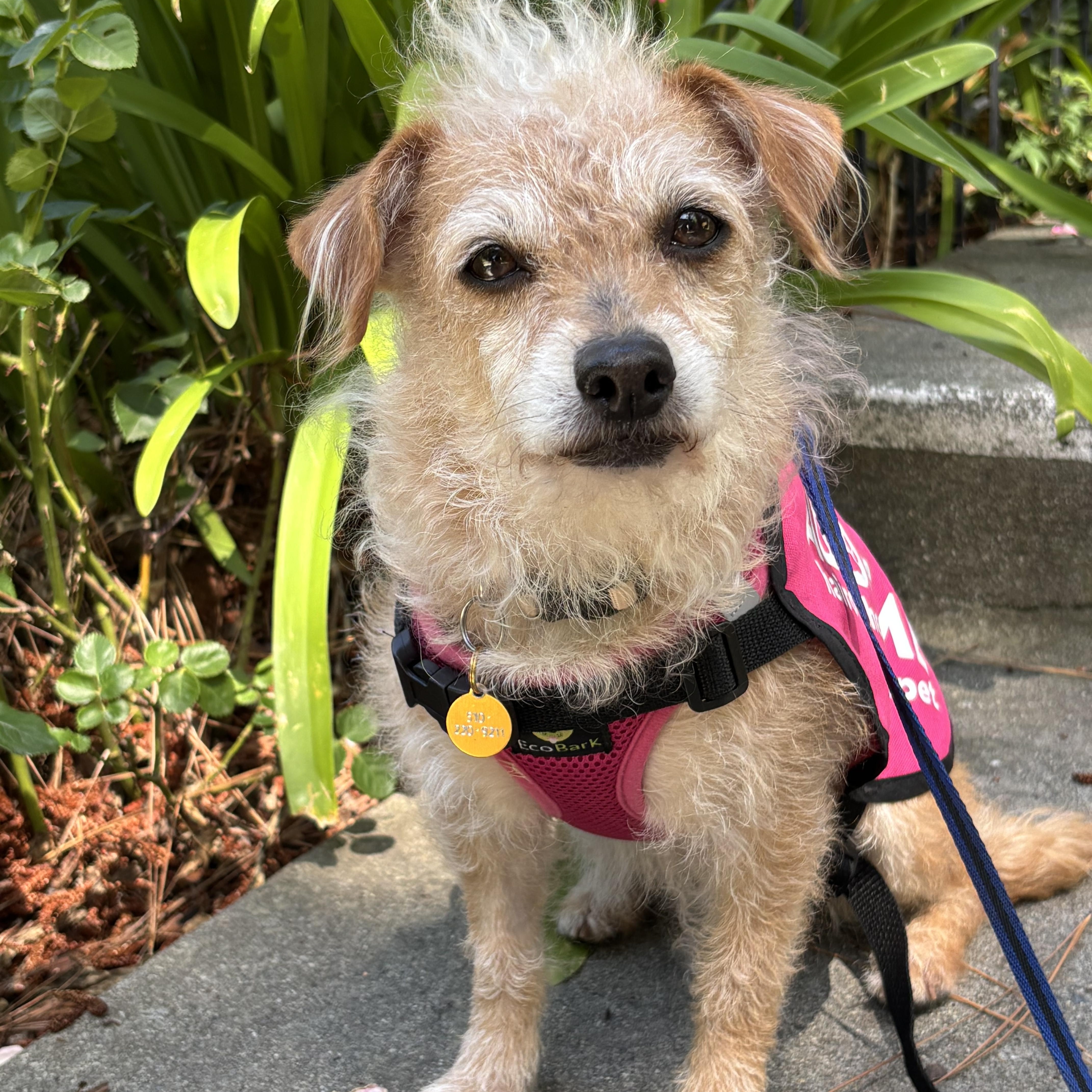 An adult small-sized female Apricot / Beige Norfolk Terrier dog named Stella for adoption in Oakland, CA