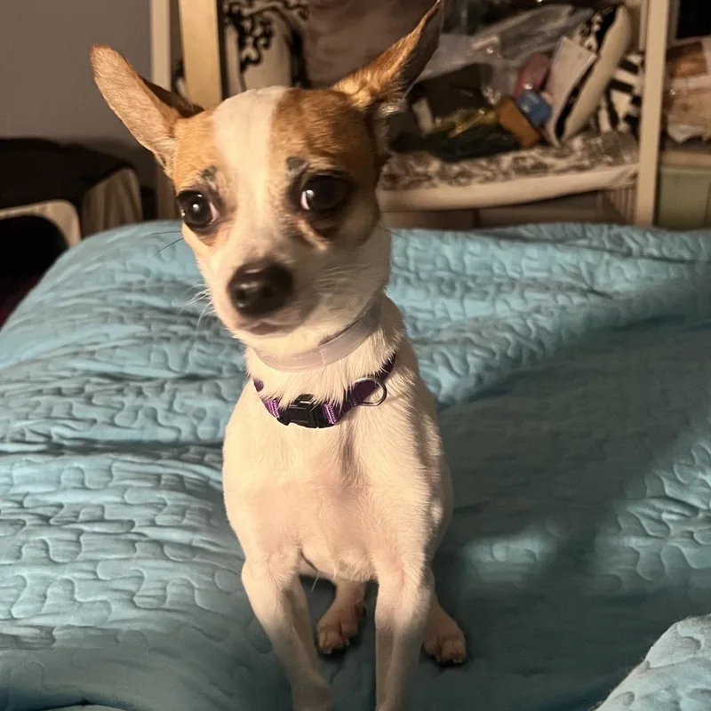 An adult medium-sized female White / Cream Chihuahua dog named Peace for adoption in Staten Island, NY