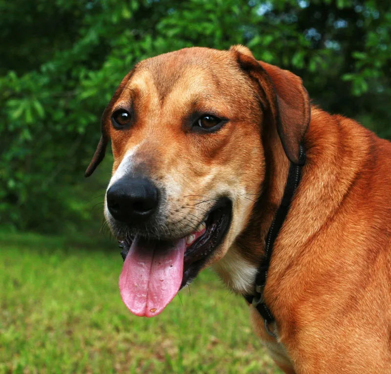 Oscar