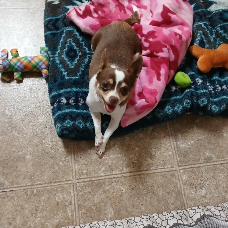 A senior small-sized female Brown / Chocolate Chihuahua dog named Brownee D for adoption in Minneapolis, MN