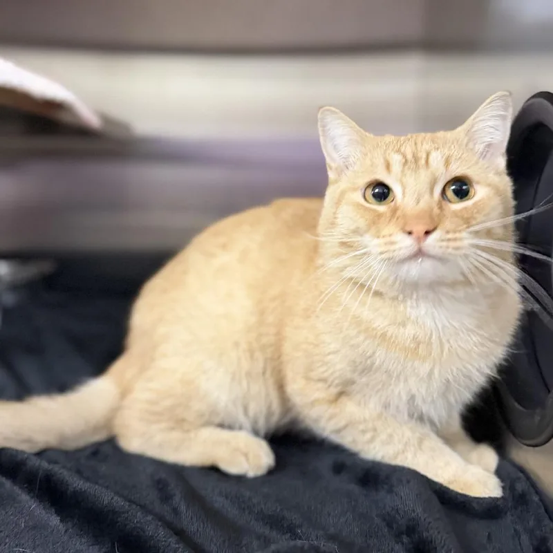 An adult medium-sized male Orange / Red Domestic Short Hair cat named Cat for adoption in Bullhead City, AZ
