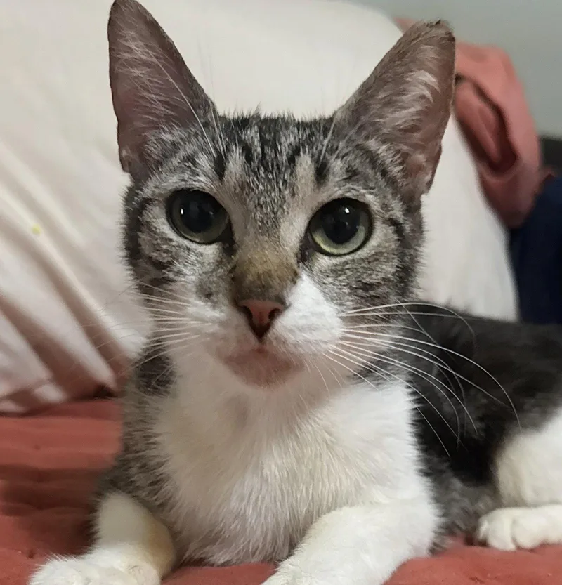 An adult medium-sized female Tabby cat named Annie for adoption in Oakland Park, FL