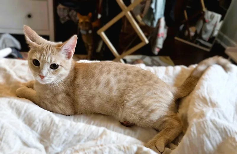 A baby medium-sized male Tabby (Orange / Red) Domestic Short Hair cat named Pepper Jack for adoption in Richmond, VA