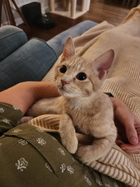 Pepper Jack thumbnail 2