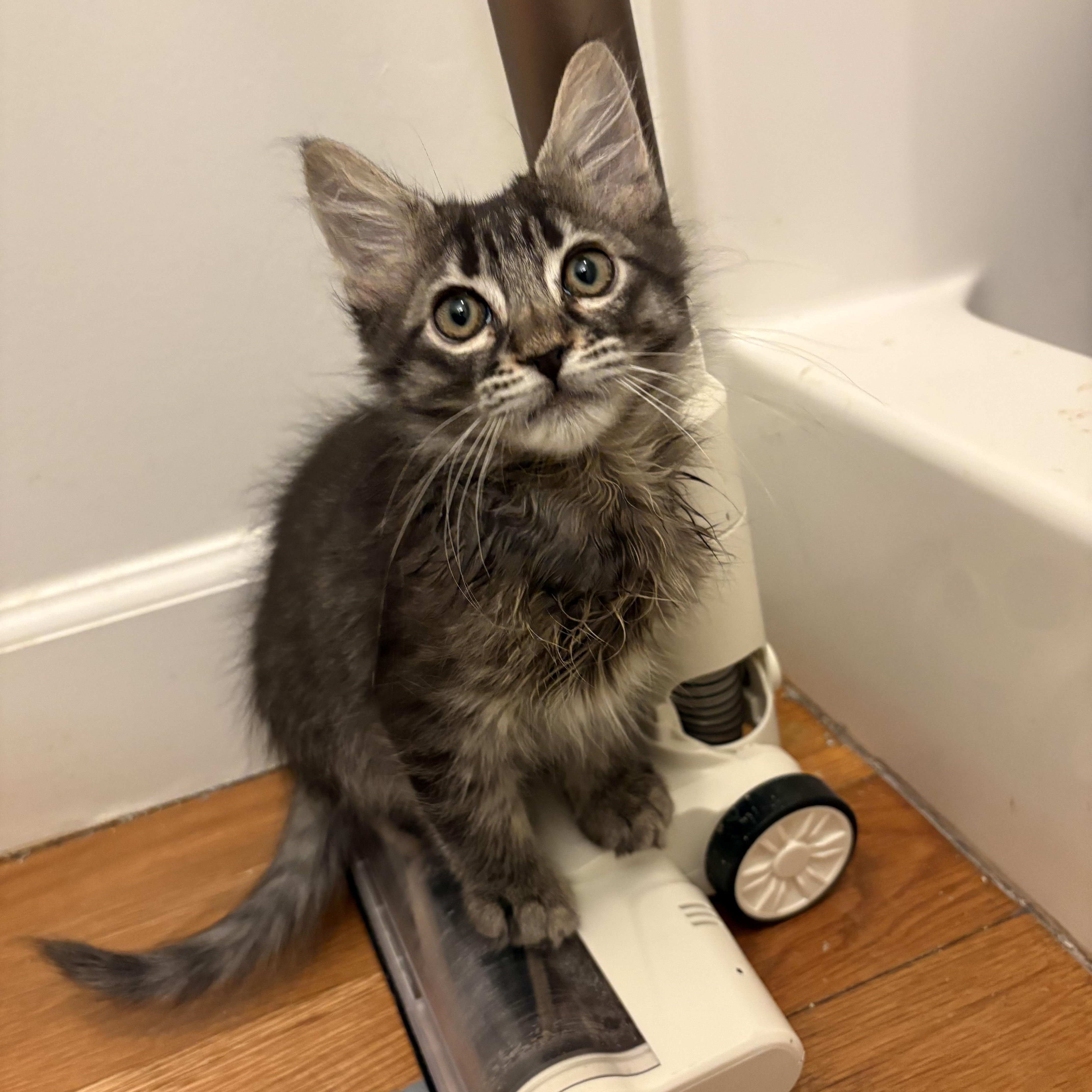 A baby medium-sized male Tabby (Gray / Blue / Silver) Domestic Medium Hair cat named Powdery Mildew Athens  for adoption in Greensboro, GA