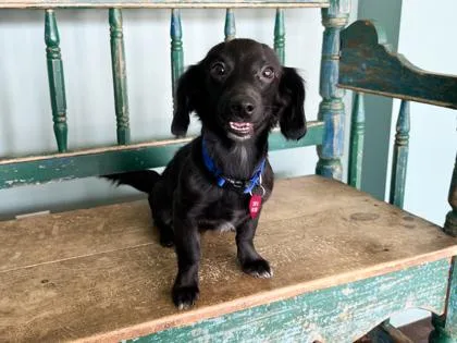 A baby small-sized male Dachshund dog named Lucas for adoption in San Antonio, TX