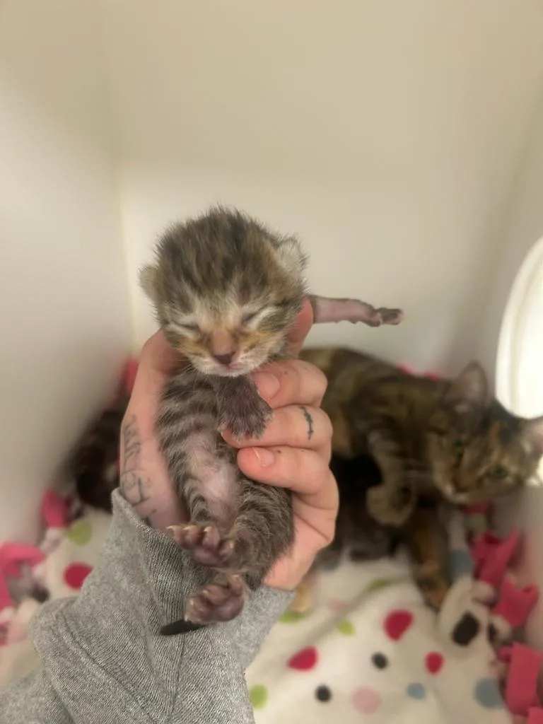 A baby small-sized male Domestic Short Hair cat named Bosco for adoption in Greenfield, IN