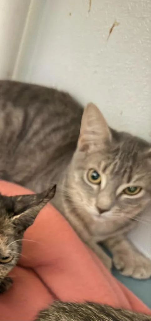 A baby small-sized female Domestic Short Hair cat named Rose for adoption in Ogdensburg, NY