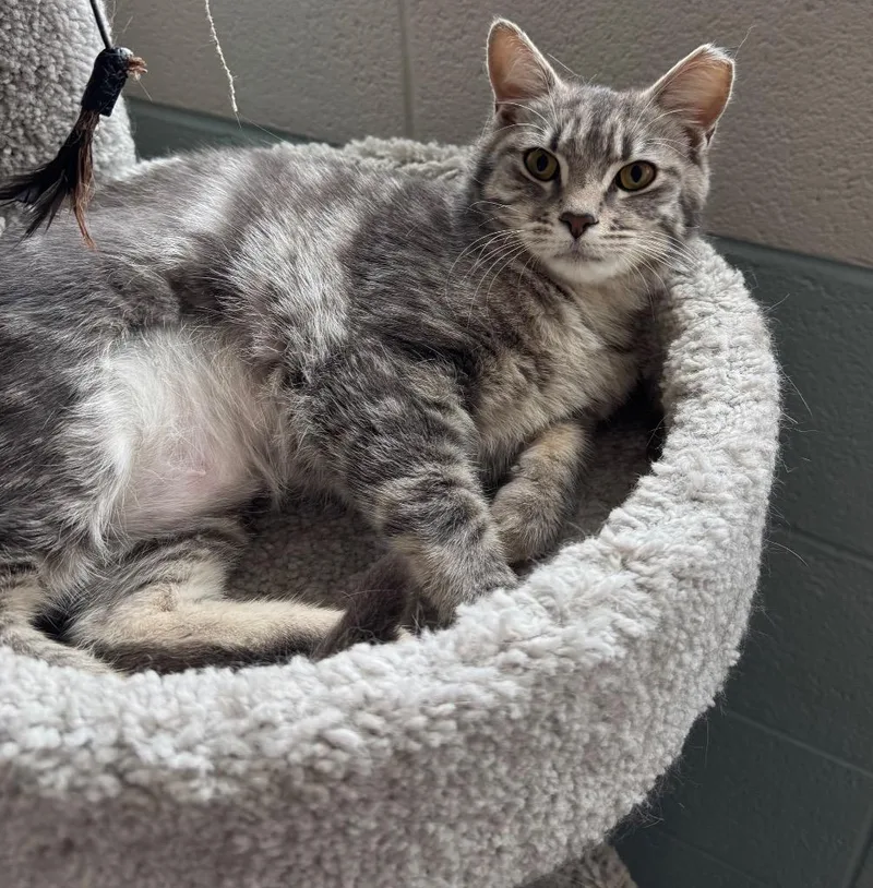 A young medium-sized female Domestic Short Hair cat named Shelby for adoption in Dalton, GA
