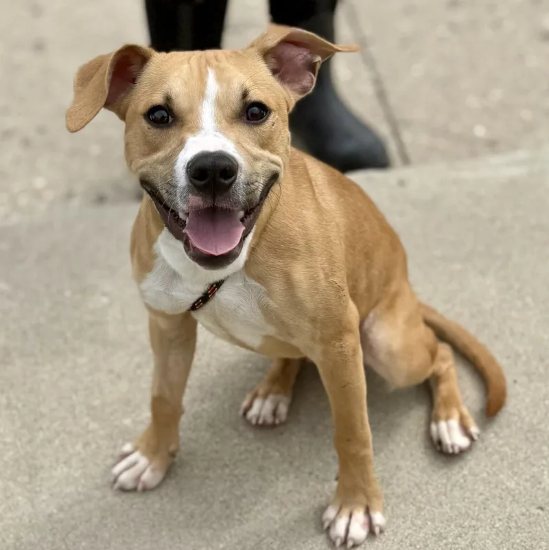 A young medium-sized male Golden Boxer dog named Bear for adoption in Anderson, IN