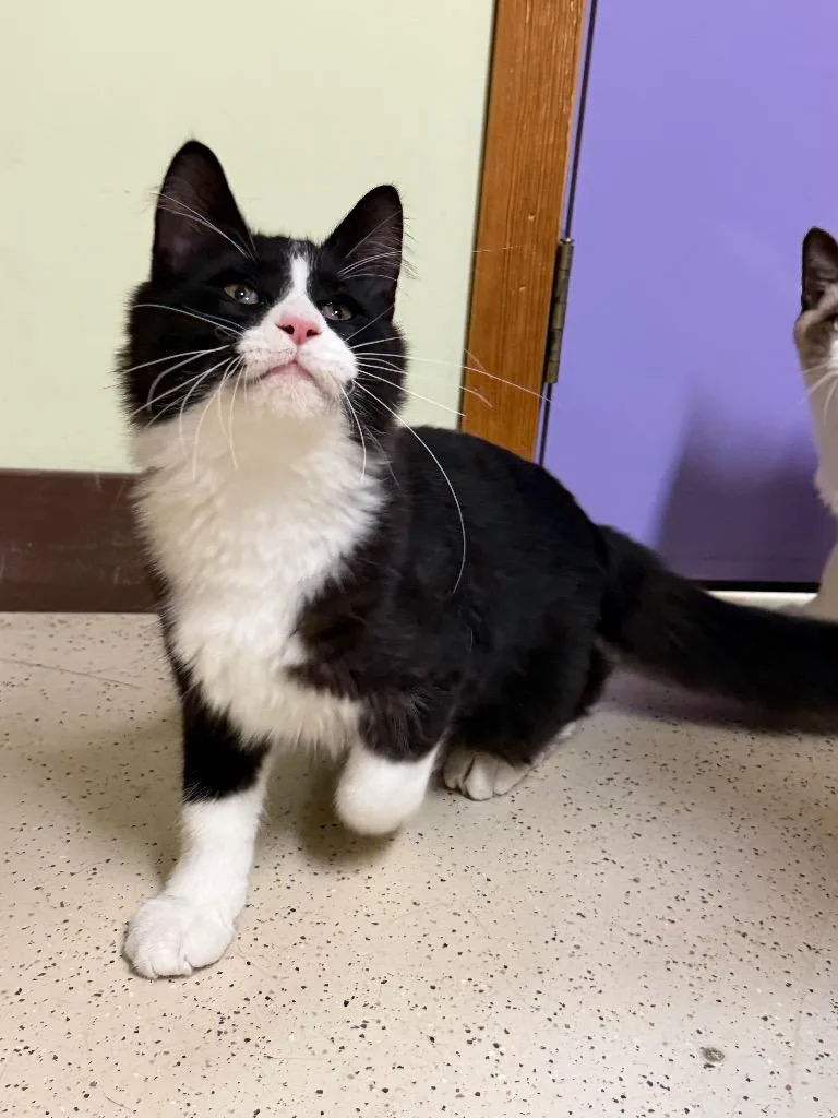 A young medium-sized male Black & White / Tuxedo Domestic Medium Hair cat named Merry for adoption in Amery, WI